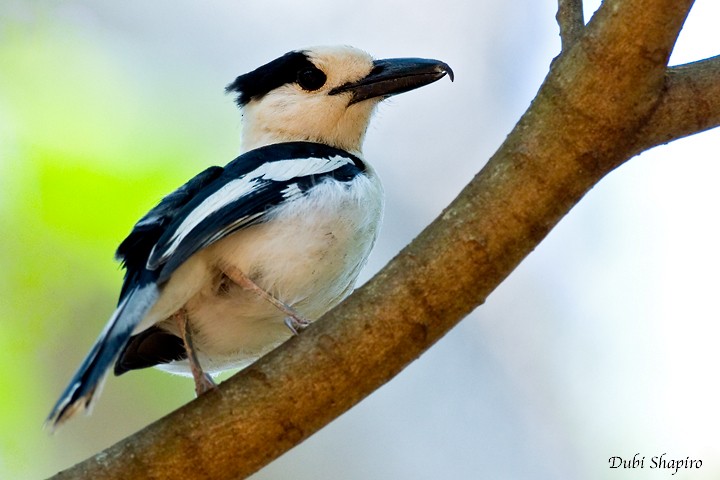 Vanga Picudo (curvirostris) - ML205150391