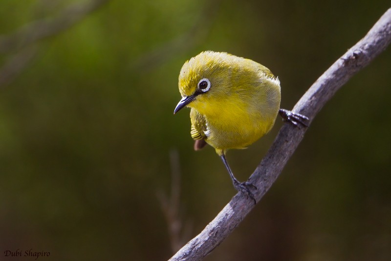 Comoro White-eye - Dubi Shapiro