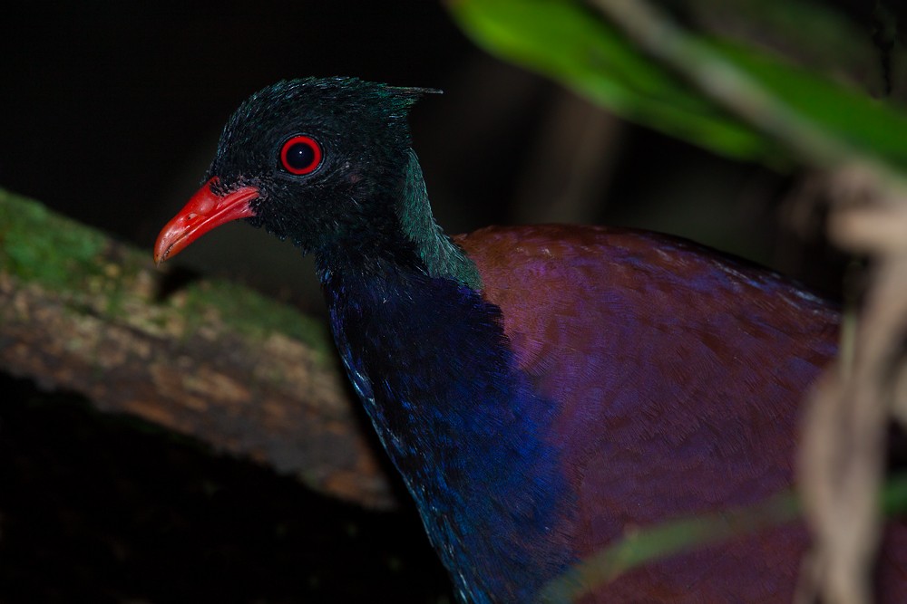 Pheasant Pigeon (Green-naped) - ML205150541