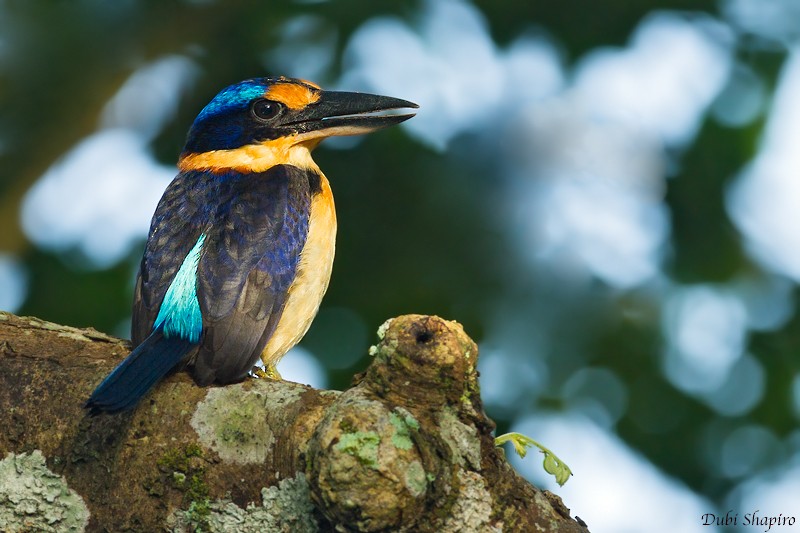 Rufous-lored Kingfisher - ML205150701