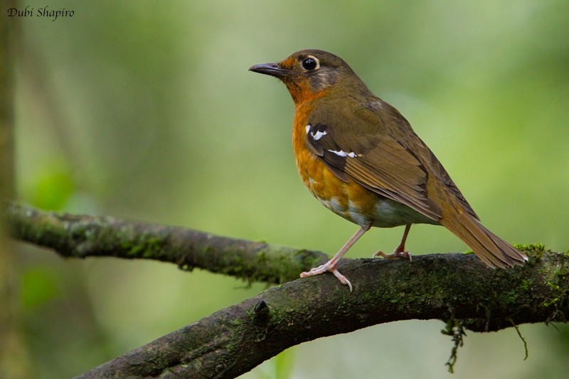 Orange Ground-Thrush - ML205150711