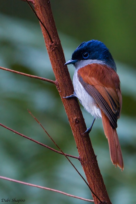 Mascarene Paradise-Flycatcher - ML205150731