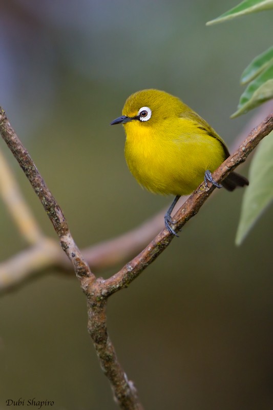 Kirk's White-eye - Dubi Shapiro