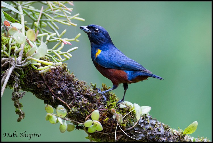 Chestnut-bellied Euphonia - ML205150881