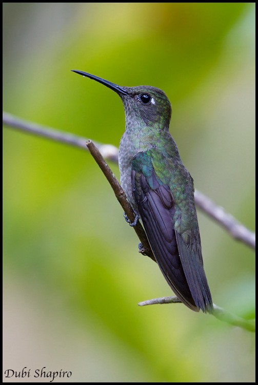 kolibřík temný - ML205150951