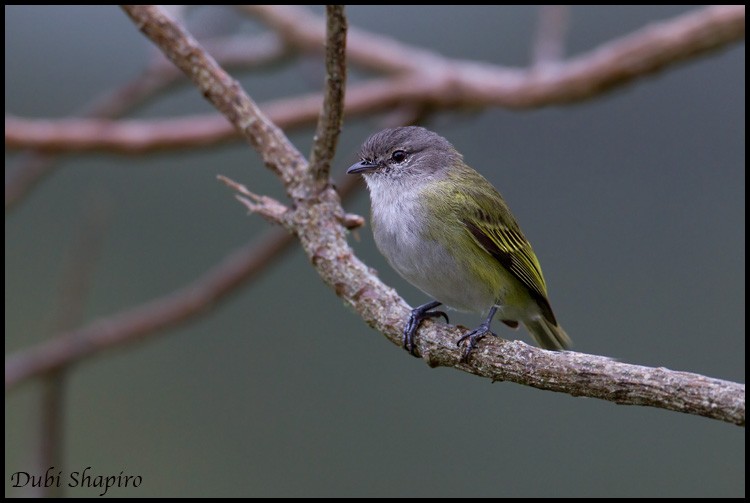 Gray-capped Tyrannulet - ML205151041