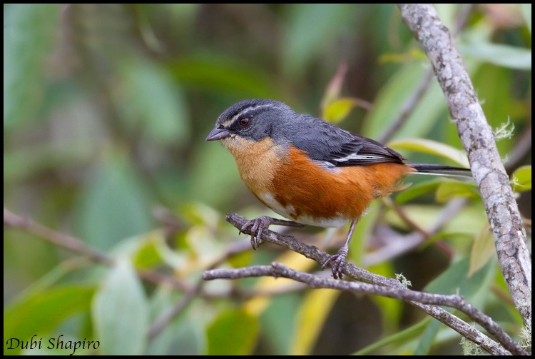 Buff-throated Warbling Finch - ML205151091