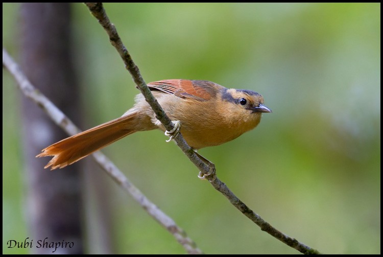 Buff-fronted Foliage-gleaner - Dubi Shapiro