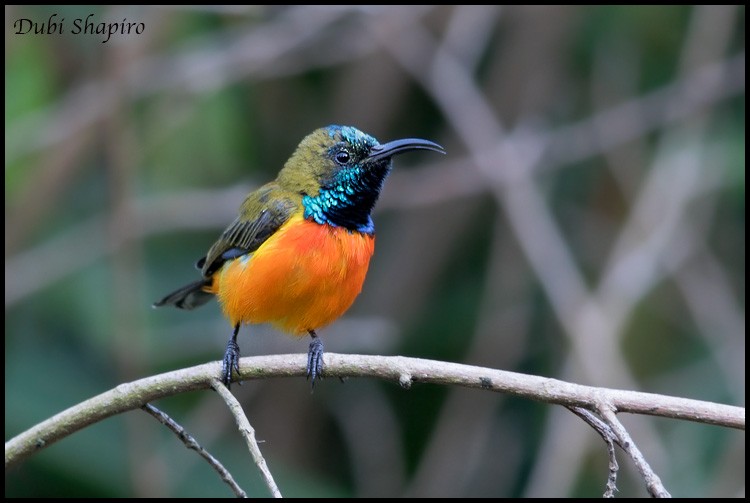 Flame-breasted Sunbird - Dubi Shapiro