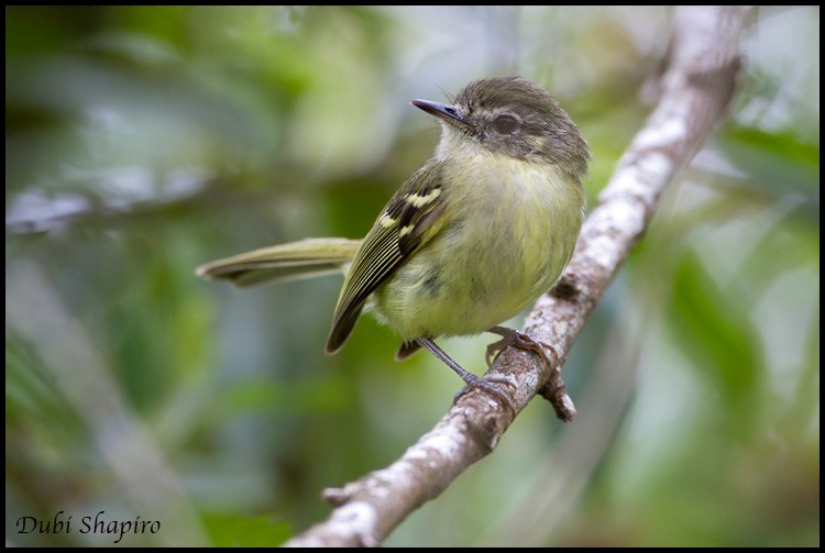 Mottle-cheeked Tyrannulet - ML205151201