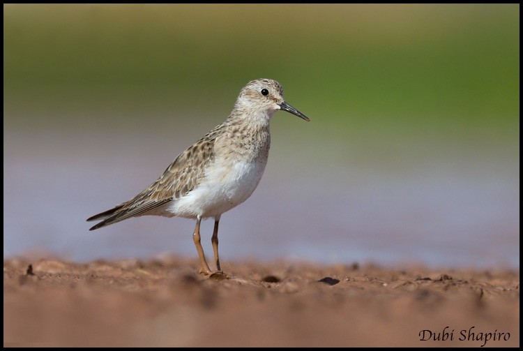 Baird's Sandpiper - ML205151231