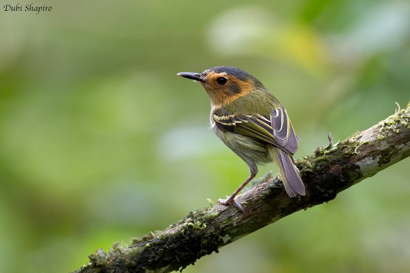 Ochre-faced Tody-Flycatcher - ML205151311