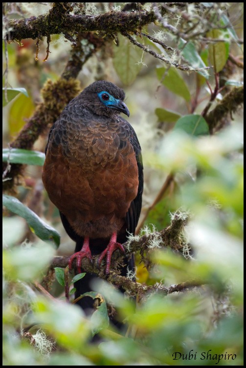 Sickle-winged Guan - ML205151321