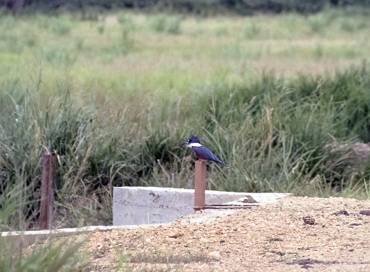 Ringed Kingfisher (Northern) - ML205151521