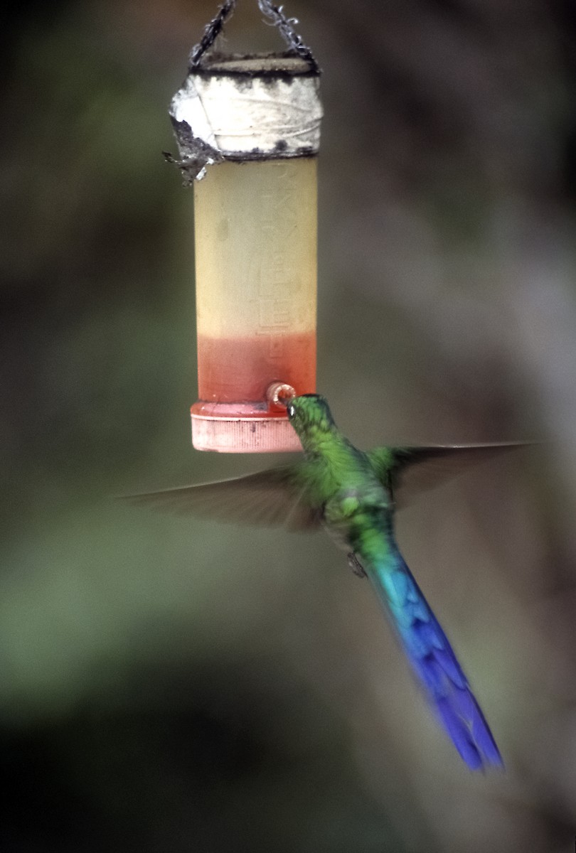 Long-tailed Sylph - ML205151551