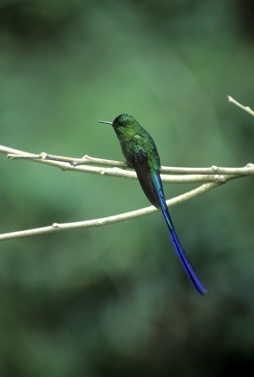 Long-tailed Sylph - ML205151561