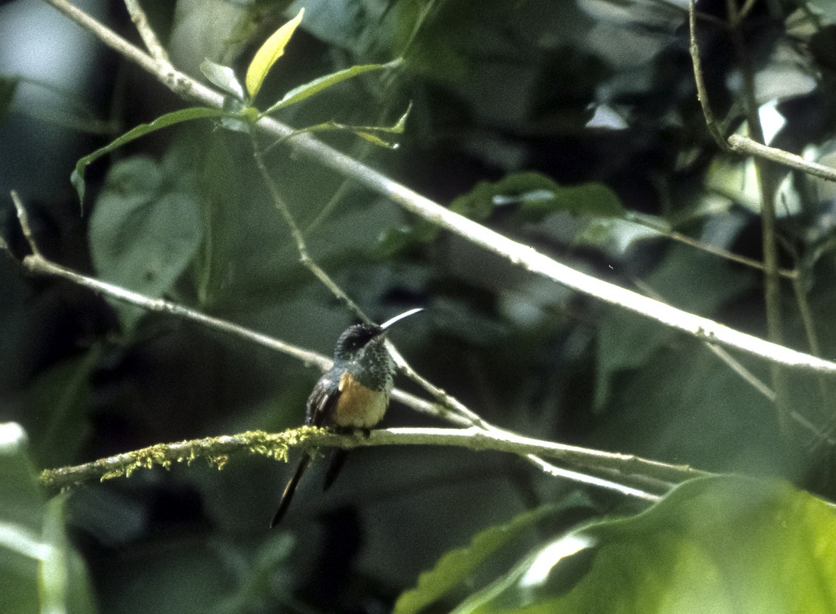 Scissor-tailed Hummingbird - ML205151571