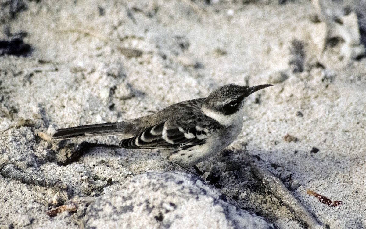 Galapagos Mockingbird - Josep del Hoyo