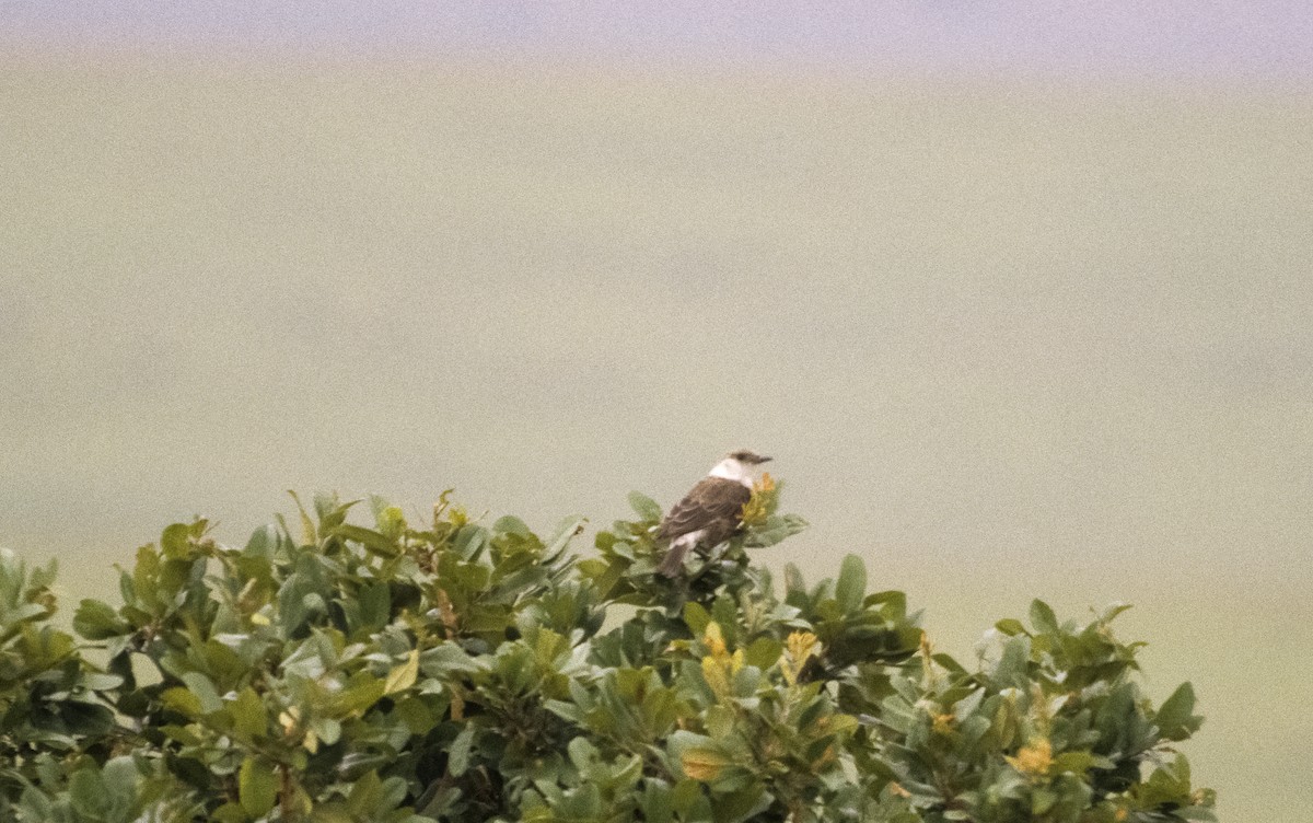 Congo Moor Chat - Josep del Hoyo