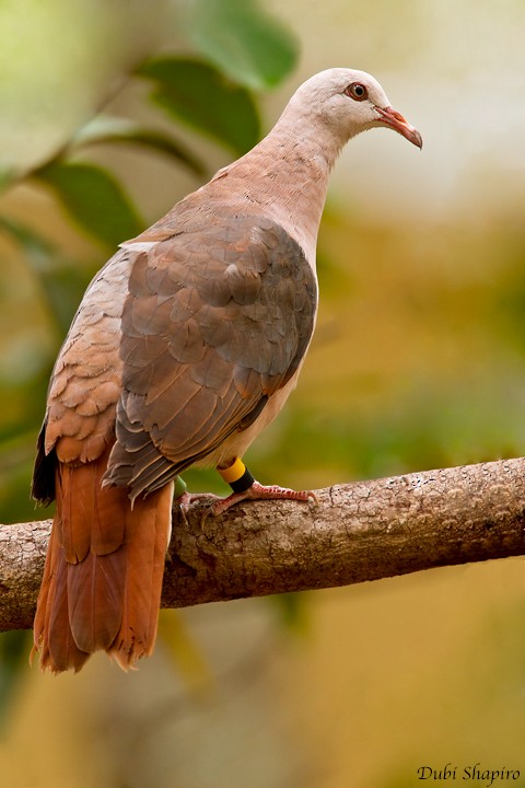 Pink Pigeon - ML205152491