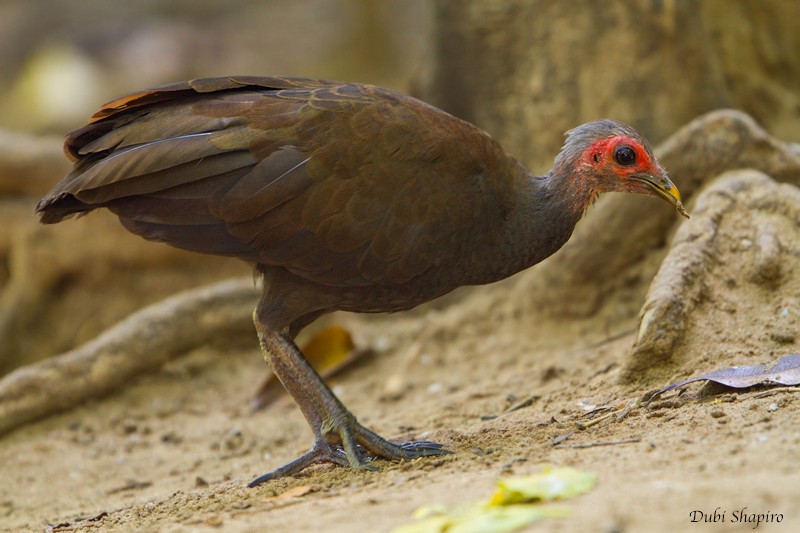 Philippinen-Großfußhuhn - ML205152771