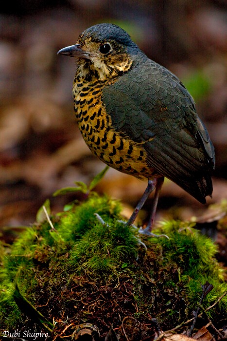 Undulated Antpitta - ML205152881