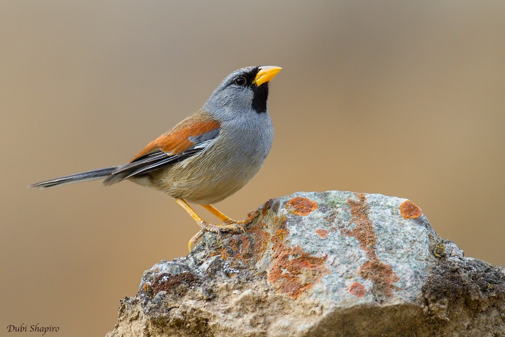 Great Inca-Finch - Dubi Shapiro