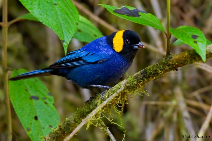 Yellow-scarfed Tanager - ML205152931
