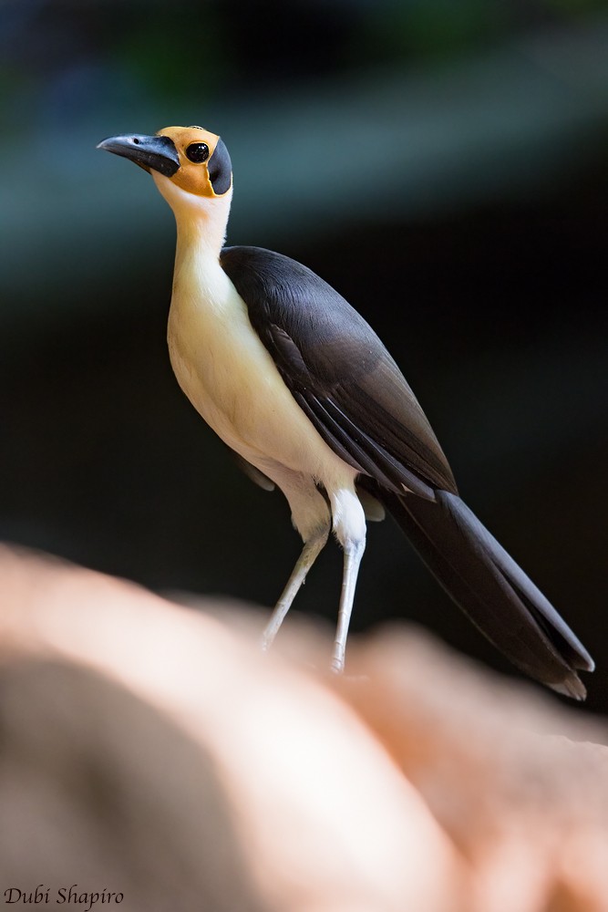 White-necked Rockfowl - ML205153001