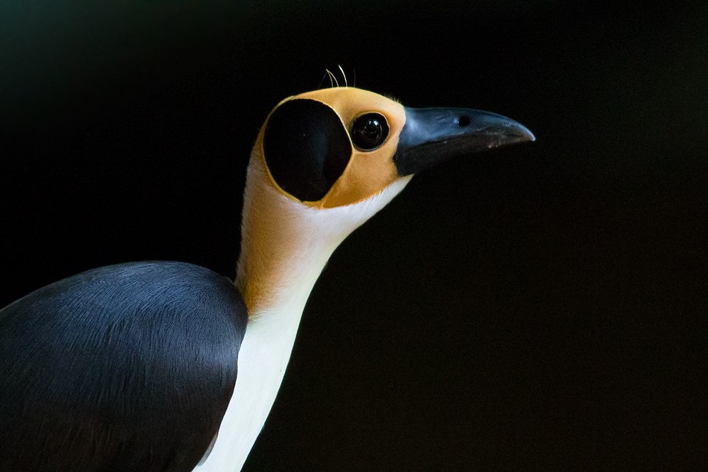 White-necked Rockfowl - ML205153021