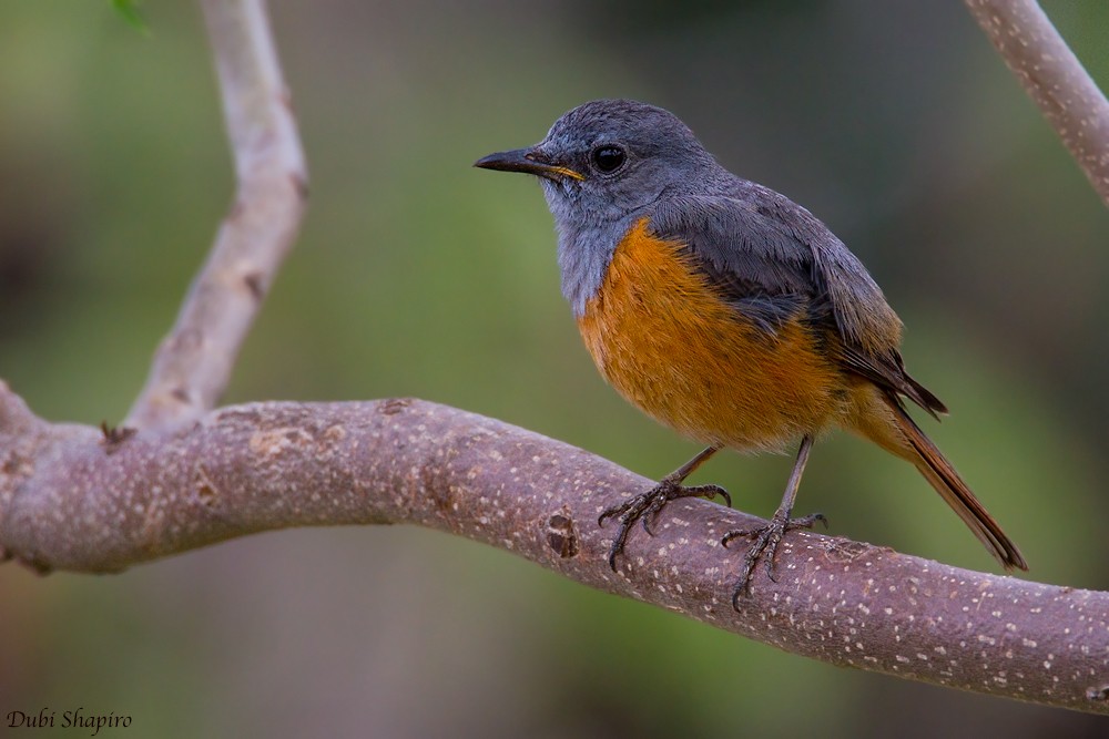Forest Rock-Thrush (Benson's) - Dubi Shapiro