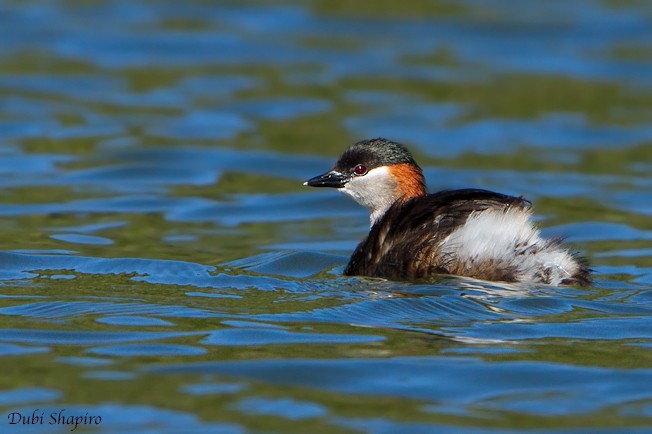 Madagascar Grebe - Dubi Shapiro