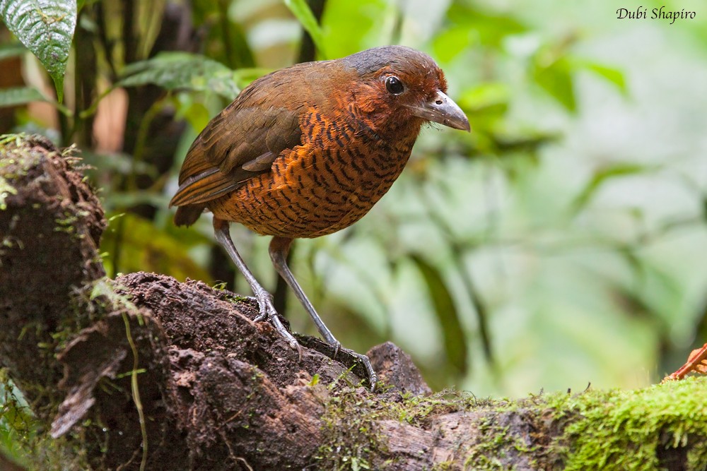 Giant Antpitta - ML205153201