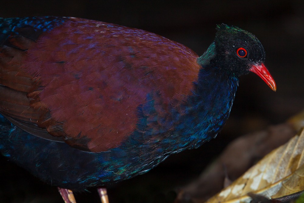 Pheasant Pigeon (Green-naped) - ML205153381