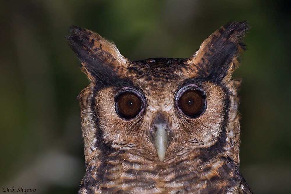 Fraser's Eagle-Owl (Western) - ML205153501