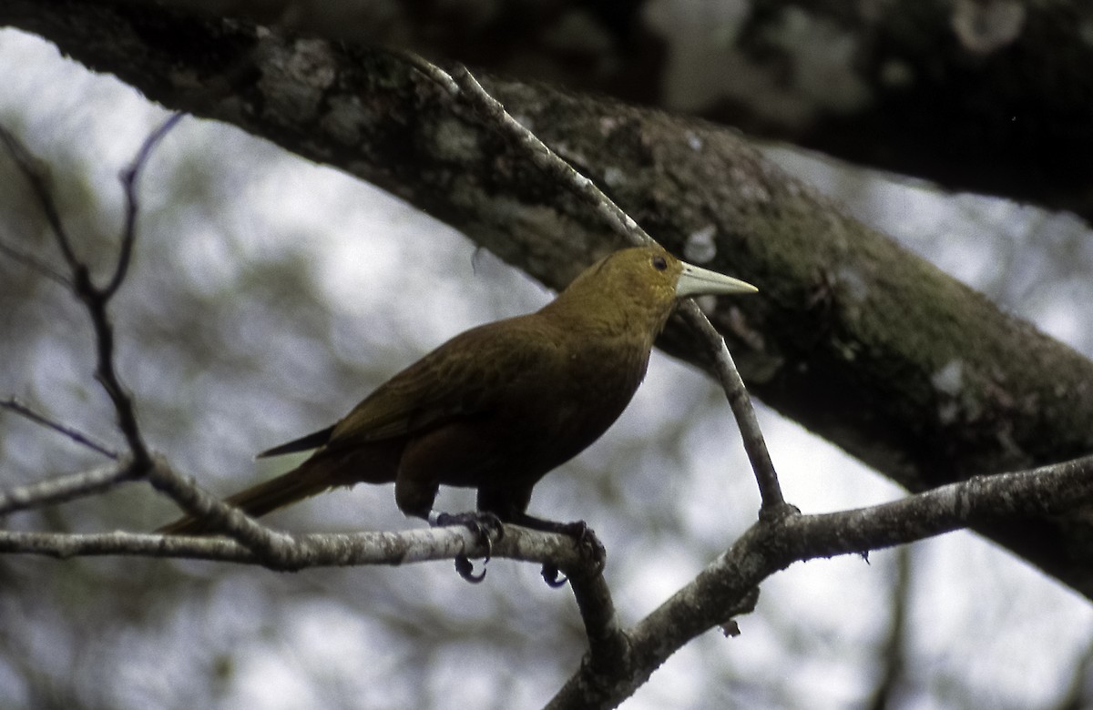 Russet-backed Oropendola (Green-billed) - ML205153551