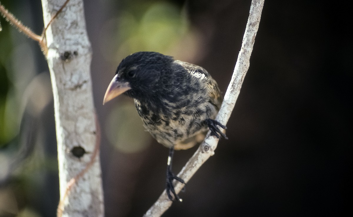 Common Cactus-Finch - ML205153711