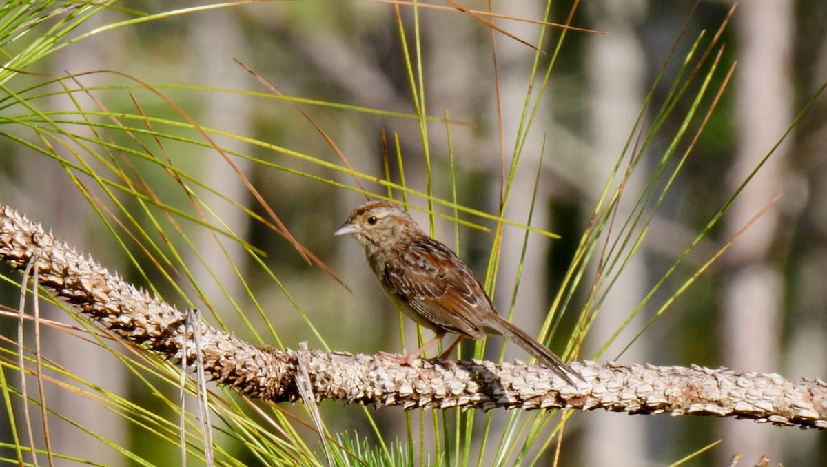 Bachman's Sparrow - ML205153971