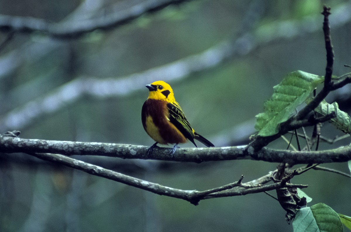 Golden Tanager (arthus) - ML205154101