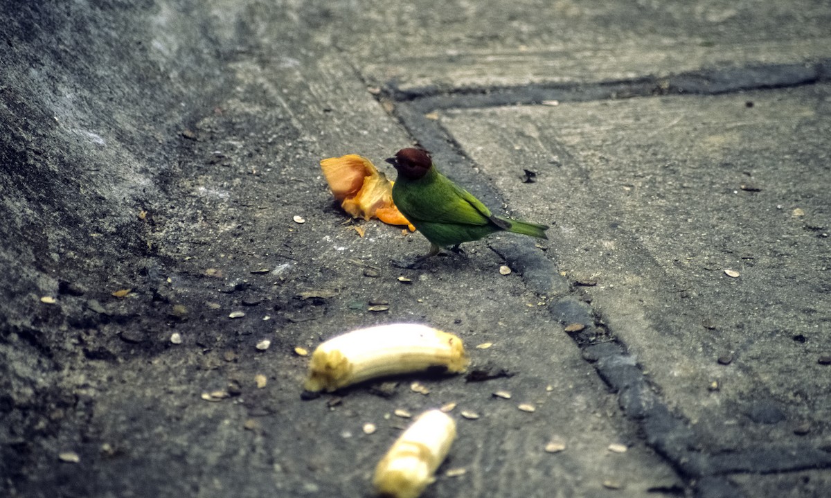 Bay-headed Tanager (Bay-and-green) - ML205154131