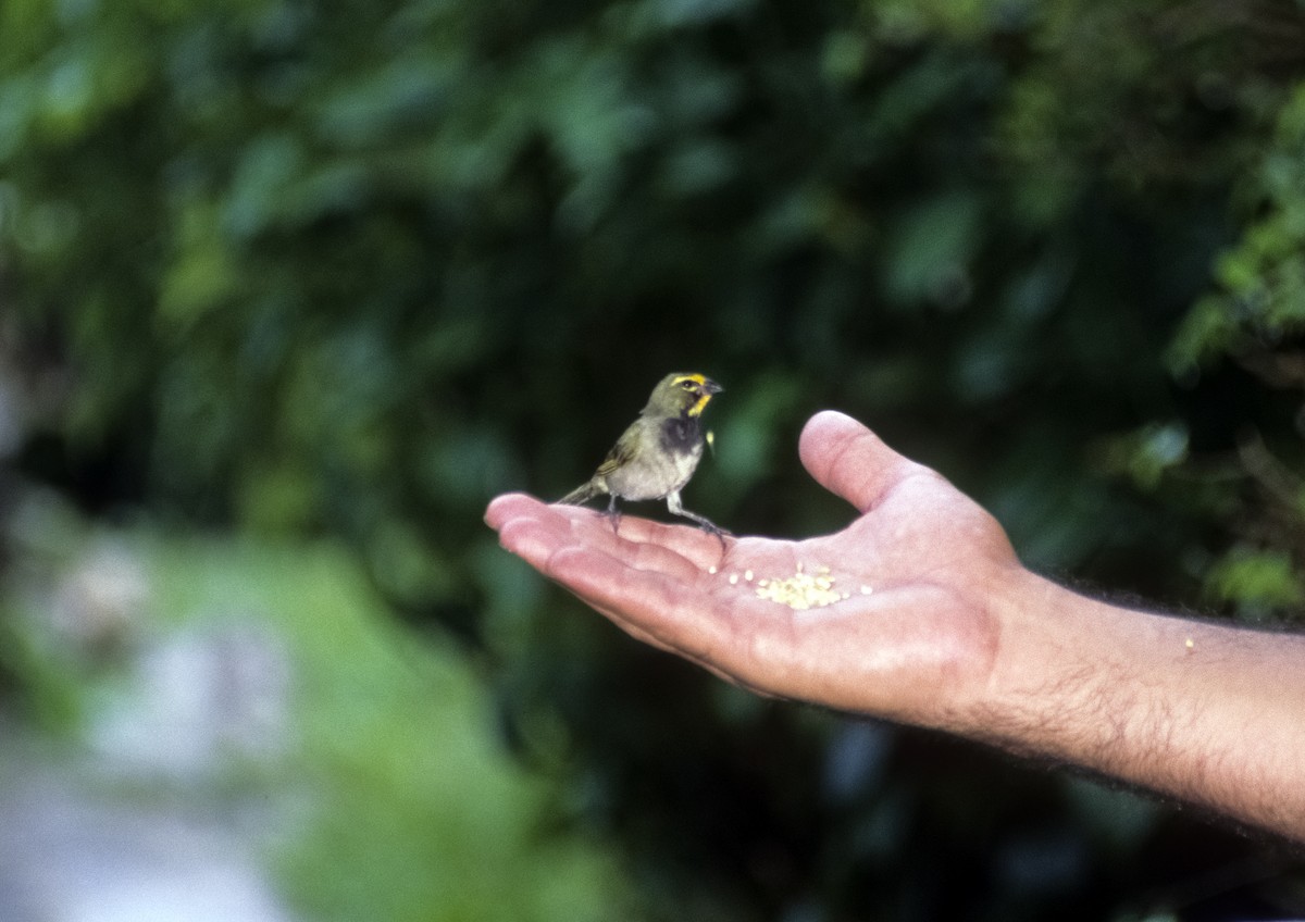 Yellow-faced Grassquit - ML205154181