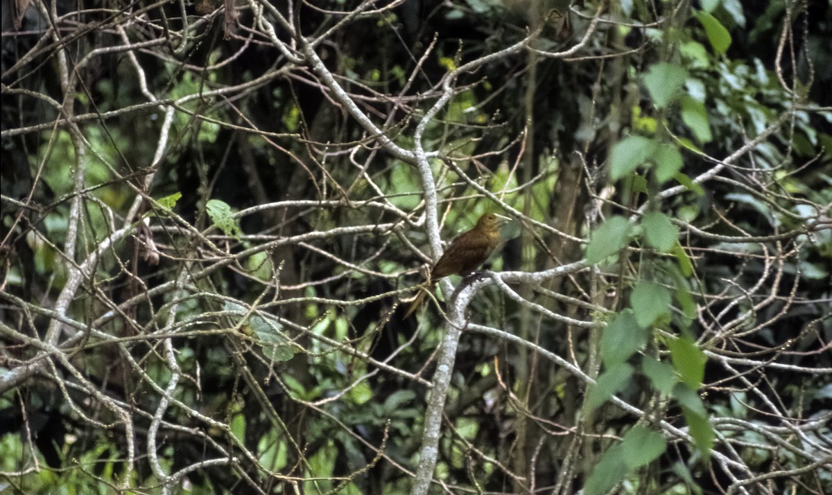 Russet-backed Oropendola (Green-billed) - ML205154271