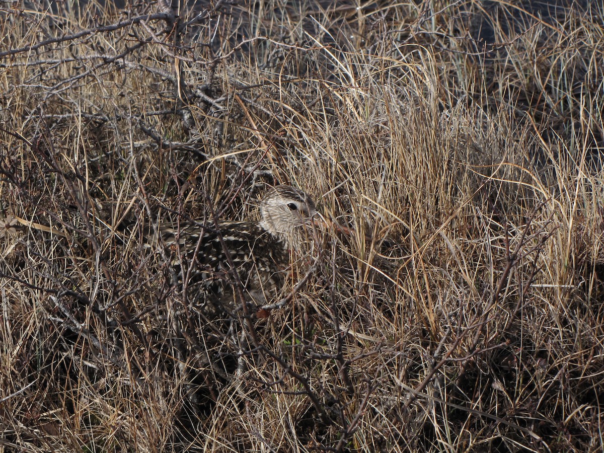 Hudsonian Godwit - Brad Walker