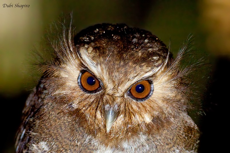 Long-whiskered Owlet - ML205154511