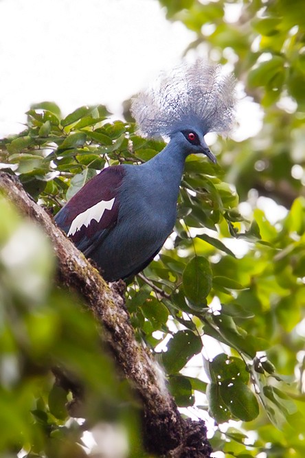 Western Crowned-Pigeon - ML205154561