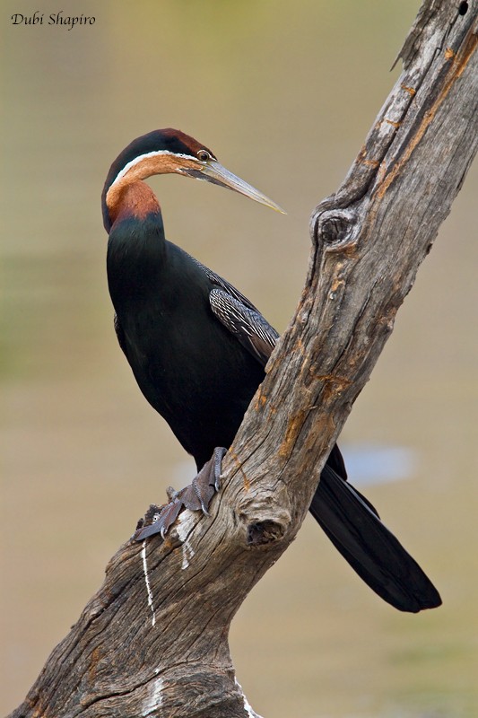 anhinga africká - ML205154841