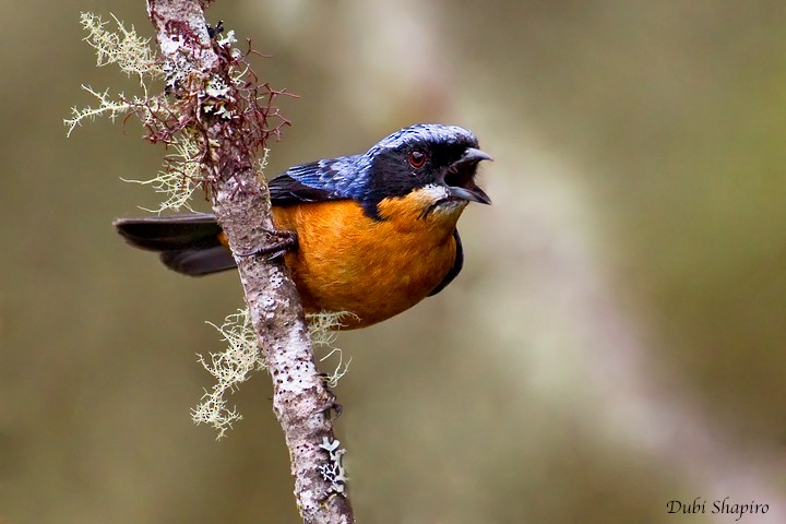 Chestnut-bellied Mountain Tanager - ML205154871