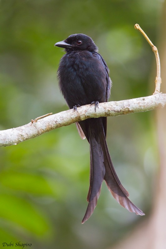 Mayotte Drongo - ML205154981