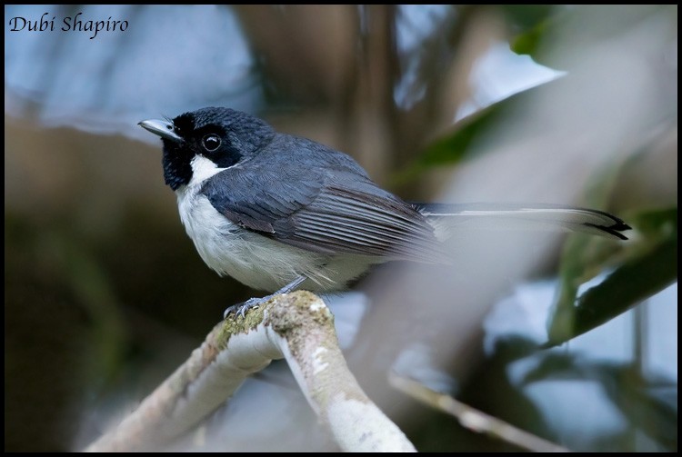 Flores Monarch - Dubi Shapiro