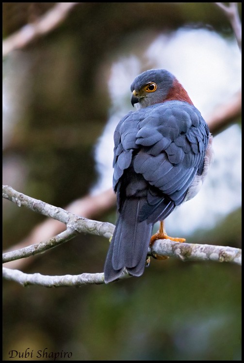 Rufous-necked Sparrowhawk - ML205155361